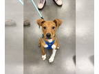 American Staffordshire Terrier Mix DOG FOR ADOPTION RGADN-1359534 - Mailman -