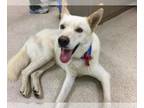 German Shepherd Dog-Siberian Husky Mix DOG FOR ADOPTION RGADN-1359565 - Dog -