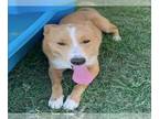 Australian Shepherd Mix DOG FOR ADOPTION RGADN-1359569 - Dog - Australian