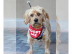 Doodle DOG FOR ADOPTION RGADN-1359586 - Finnegan - Dachshund / Poodle