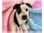 Catahoula Leopard Dog Mix DOG FOR ADOPTION RGADN-1359613 - CAKE - Catahoula