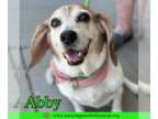 Beagle Mix DOG FOR ADOPTION RGADN-1359626 - Abby - Beagle / Mixed (medium coat)