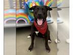 Labrador Retriever DOG FOR ADOPTION RGADN-1359646 - *CODY - Labrador Retriever