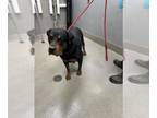Rottweiler Mix DOG FOR ADOPTION RGADN-1359658 - NOA - Rottweiler / Mixed (medium