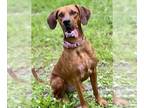 Redbone Coonhound Mix DOG FOR ADOPTION RGADN-1359669 - NELLY - Redbone Coonhound