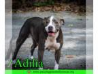 American Pit Bull Terrier Mix DOG FOR ADOPTION RGADN-1359680 - Adilia - American