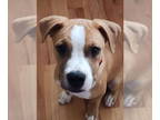 American Pit Bull Terrier DOG FOR ADOPTION RGADN-1359686 - Bean - Pit Bull