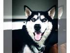 Siberian Husky DOG FOR ADOPTION RGADN-1359689 - Remington - CL - Siberian Husky
