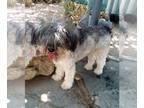 Wheaten Terrier Mix DOG FOR ADOPTION RGADN-1359730 - Saphira - Adopted 10-25-24!