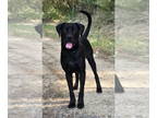 Labrador Retriever DOG FOR ADOPTION RGADN-1359737 - 241083 Kain - Labrador
