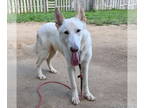 Mix DOG FOR ADOPTION RGADN-1359753 - Loki - White German Shepherd (long coat)