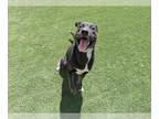 American Pit Bull Terrier Mix DOG FOR ADOPTION RGADN-1359761 - BUGSY - Pit Bull
