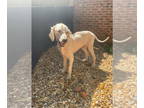 Labradoodle DOG FOR ADOPTION RGADN-1359783 - Lito - Labrador Retriever / Poodle