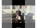 American Pit Bull Terrier DOG FOR ADOPTION RGADN-1359791 - Nala - Pit Bull