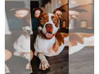 American Pit Bull Terrier Mix DOG FOR ADOPTION RGADN-1359803 - Chiad - Pit Bull