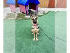 German Shepherd Dog DOG FOR ADOPTION RGADN-1359816 - Star 3079 - German Shepherd