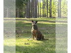 American Pit Bull Terrier Mix DOG FOR ADOPTION RGADN-1359854 - Baby - Pit Bull