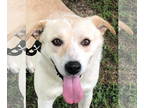 Labrador Retriever Mix DOG FOR ADOPTION RGADN-1359856 - Chelsea - Labrador