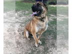 Mastiff Mix DOG FOR ADOPTION RGADN-1359858 - Hank - Mastiff / Mixed Dog For