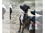 Collie Mix DOG FOR ADOPTION RGADN-1359860 - Leo - Collie / Mixed Dog For