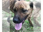 Plott Hound Mix DOG FOR ADOPTION RGADN-1359863 - Rhoda - Shepherd / Plott Hound