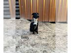 Collie Mix DOG FOR ADOPTION RGADN-1359868 - Teddy - Collie / Mixed Dog For