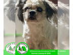 Pekingese DOG FOR ADOPTION RGADN-1359873 - Rocco - Pekingese / Shih Tzu Dog For