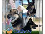 German Shepherd Dog DOG FOR ADOPTION RGADN-1359890 - CASHEW - German Shepherd