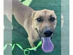 Boxer Mix DOG FOR ADOPTION RGADN-1359907 - BELLA- IN FOSTER - Boxer / Mixed