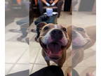 American Staffordshire Terrier DOG FOR ADOPTION RGADN-1359920 - Fancy - American
