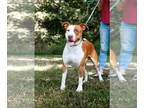 American Pit Bull Terrier Mix DOG FOR ADOPTION RGADN-1359923 - Rusty - American