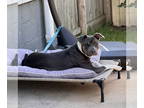 American Pit Bull Terrier DOG FOR ADOPTION RGADN-1359930 - Gayle - Pit Bull