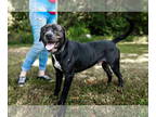American Pit Bull Terrier DOG FOR ADOPTION RGADN-1359936 - Francis - American