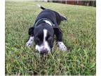 Borador DOG FOR ADOPTION RGADN-1359998 - Harper Lee *LOCAL* - Border Collie /