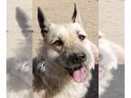 Airedale Terrier-German Shepherd Dog Mix DOG FOR ADOPTION RGADN-1360016 - Maka -