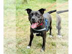 American Pit Bull Terrier Mix DOG FOR ADOPTION RGADN-1360024 - Kelly - Pit Bull