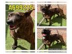 Boxer-Dutch Shepherd Mix DOG FOR ADOPTION RGADN-1360044 - COCOA - Dutch Shepherd