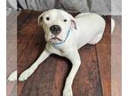 Dogo Argentino Mix DOG FOR ADOPTION RGADN-1360060 - Paisley - Dogo Argentino /