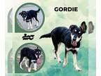 Australian Shepherd Mix DOG FOR ADOPTION RGADN-1360074 - Gordie - Australian