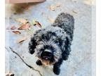 Poodle (Miniature) Mix DOG FOR ADOPTION RGADN-1360121 - PIPPY - Poodle