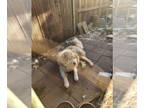 Mix DOG FOR ADOPTION RGADN-1360129 - Mocha - Husky (medium coat) Dog For