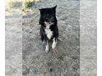 German Shepherd Dog-Huskies Mix DOG FOR ADOPTION RGADN-1360160 - Loki - Husky /