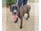 Presa Canario Mix DOG FOR ADOPTION RGADN-1360175 - Finn - Cane Corso Mastiff /