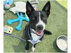 Border Collie Mix DOG FOR ADOPTION RGADN-1360187 - LEAH - Border Collie / Mixed