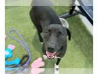 Border Collie DOG FOR ADOPTION RGADN-1360188 - BAILEY - Border Collie (short