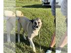 Anatolian Shepherd DOG FOR ADOPTION RGADN-1360259 - Bo - Anatolian Shepherd