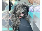 Poodle (Miniature) Mix DOG FOR ADOPTION RGADN-1360262 - Ruby Mae - Poodle