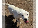Anatolian Shepherd Mix DOG FOR ADOPTION RGADN-1360263 - Axel - Anatolian