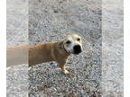 Labrador Retriever Mix DOG FOR ADOPTION RGADN-1360299 - Ava - Labrador Retriever