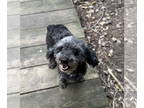 Poodle (Miniature) DOG FOR ADOPTION RGADN-1360332 - Blue - Poodle (Miniature)